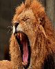 6 - Lion