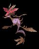 691 - Dragalge