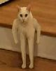 17 - Gatito Tacoto (banquillo izquierdo)