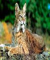 A. Bobcats