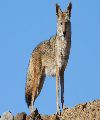 A. Coyotes
