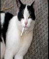 Andres agudelo (cat)