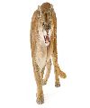 Os Pumas Azuis