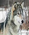 Lobos