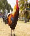 Gallos