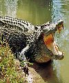 Los Caimanes