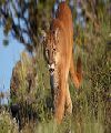 Los Pumas