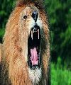 Los leones