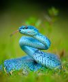 the snakes