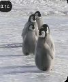 Los pingüinos