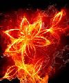 Fire Dragons