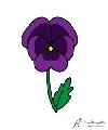 Violet Flowers
