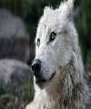 lobos