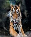 tigres