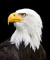 aguilas