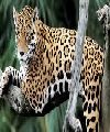 jaguares