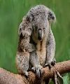 koalas