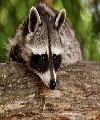 mapaches