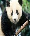 pandas