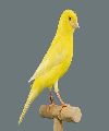 Canary FC