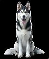 Husky