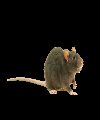 Agoutí