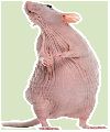 Hairless