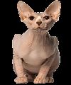 Esfinge