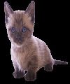 Munchkin