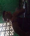 JOSUE